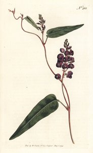 Caulinia bimaculata (lila glycin, Glycine bimaculata). Handfärgad kopparstick av Sansom efter en illustration av Sydenham Edwards från William Curtis