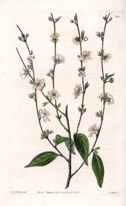 Körsbärsträd - Graverad tavla av S.Watts, från en illustration av Sarah Anne Drake (1803-1857), från Botanical Register of Sydenham Edwards (1768-1819), England av Sydenham Teast Edwards