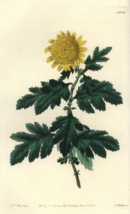 Kinesisk kamomill eller indisk krysantem - Dubbelgul indisk krysantemum, Chrysanthemum indicum var. plenarmöte. Handkolorerad kopparstick av S. Watts efter illustration av J.T. Hart från Sydenham Edwards