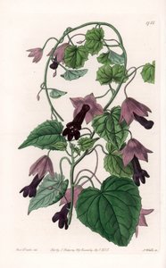 Kinesisk hatt - Plåt graverad av S.Watts, från en illustration av Sarah Anne Drake (1803-1857), från Botanical Register of Sydenham Edwards (1768-1819), England av Sydenham Teast Edwards