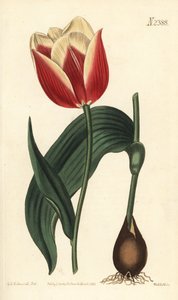 Claramond tulpan, Tulipa suaveolens var. latifolia. Handfärgad kopparstick av Weddell efter en botanisk illustration av Sydenham Edwards från William Curtis