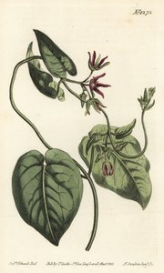 Klättrande mjölkranka, Matelea obliqua (Virginian cynanchum, Cynanchum discolor). Handkolorerad kopparstick av F. Sansom Jr. efter en illustration av Sydenham Edwards från William Curtis
