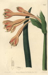 Clinanthus fulvus (Tawny coburgia, Coburgia fulva). Handkolorerad kopparstick av S. Watts efter en illustration av William Herbert från Sydenham Edwards