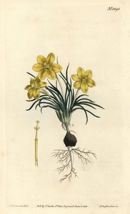 Klockblomma, Moraea fugacissima (Smalbladig galax, Galaxia graminea). Handkolorerad kopparstick av F. Sansom Jr. efter en illustration av Sydenham Edwards från William Curtis