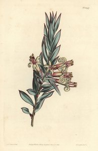 Klasblommiga styphelia, Styphelia triflora. Handkolorerad kopparstick av F. Sansom Jr. efter en illustration av Sydenham Edwards från William Curtis