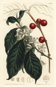 Kaffebryggare arabica - Kaffeträd, Coffea arabica. Handkolorerad kopparstick av F. Sansom Jr. efter en illustration av Sydenham Edwards från William Curtis