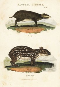 Vanlig Acouchi eller Buffon Acouchi och Paca - Röd acouchi, Myoprocta acouchy och lågländsk eller fläckig paca, Cuniculus paca. Handkolorerad kopparstick efter Sydenham Edwards från John Mason Goods Pantologia, a New Encyclopedia, G. Kearsley, London av Sydenham Teast Edwards
