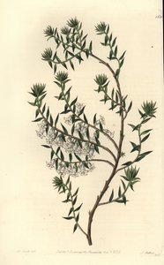 Vanlig hed, Epicris impressa (Snöig epacris, Epicris nivalis). Handkolorerad kopparstick av S. Watts efter en illustration av Miss Sarah Drake från Sydenham Edwards
