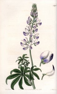 Vanlig flodstrandslupin - Graverad tavla av S.Watts, från en illustration av Sarah Anne Drake (1803-1857), från Botanical Register of Sydenham Edwards (1768-1819), England