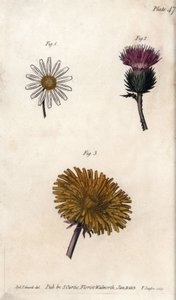 Sammansatta blommor: förpackning, åsnor tistel (eller falsk acanth onopordum) och maskros. Färgad kopparstick, illustration av Sydenham Edwards (1768-1819) för Conferences of Botanical, Botanical Garden of Lambeth (England) av Sydenham Teast Edwards
