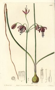 Korall från Mexiko eller droppe korall - Koralldroppar, Bessera elegans (Hålbladiga pharium, Pharium fistulosum). Handkolorerad kopparstick av S. Watts efter en illustration av William Herbert från Sydenham Edwards