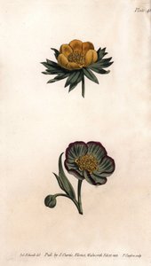 Corolla av vinter-eranth (eller helleborine eller vinteraconit) och hellebore fetide. Färgad kopparstick, illustration av Sydenham Edwards (1768-1819) för Conferences of Botanical, Botanical Garden of Lambeth (England) av Sydenham Teast Edwards