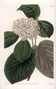 Cotton Viorne - Graverad tavla av S.Watts, från en illustration av Sarah Anne Drake (1803-1857), från Botanical Register of Sydenham Edwards (1768-1819), England av Sydenham Teast Edwards