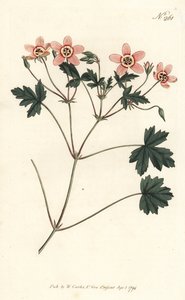 Trannäbb (eller storknäbb) - Köttfärgad trannäbb, Erodium incarnatum. Handfärgad kopparstick av Sansom efter en illustration av Sydenham Edwards från William Curtis