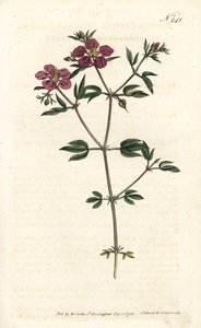Crete Fagonia - Kretisk fagonia, Fagonia cretica. Handfärgad kopparstick av Sansom efter en illustration av Sydenham Edwards från William Curtis