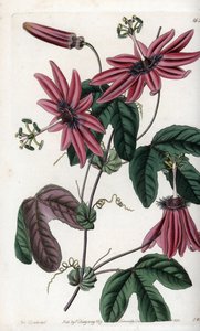 Crimson Passion - Plåt graverad av S.Watts, från en illustration av Sarah Anne Drake (1803-1857), från Botanical Register of Sydenham Edwards (1768-1819), England av Sydenham Teast Edwards