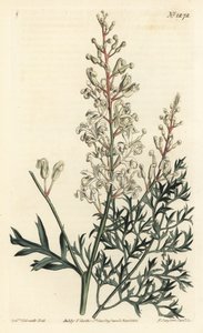 Skrynkbuske eller renfana - Skrynkbuske eller persiljeormbunke (svavelörtbladig lomatia), Lomatia silaifolia. Handkolorerad kopparstick av F. Sansom Jr. efter en illustration av Sydenham Edwards från William Curtis