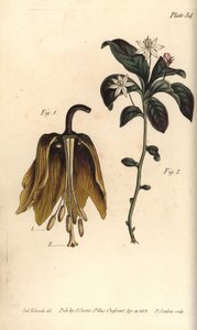 Krona kejserlig blomma, Fritillaria imperialis, Haustria av Sydenham Teast Edwards