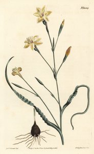 Krullbladig moraea, Moraea crispa. Handkolorerad kopparstick av F. Sansom Jr. efter en illustration av Sydenham Edwards från William Curtis