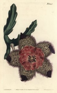 Dämpad stapelia, Stapelia pulvinata. Handkolorerad kopparstick av F. Sansom Jr. efter en illustration av Sydenham Edwards från William Curtis