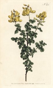 Cytisophyllum sessilifolium (Vanlig cytisus, Cytisus sessilifolius). Handkolorerad kopparstick av Sansom efter en illustration av Sydenham Edwards från William Curtis