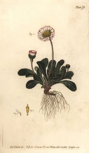 Daisy, Bellis perennis, Polygamia superflua. Handkolorerad kopparstick av F. Sansom av en botanisk illustration av Sydenham Edwards för William Curtis