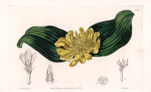 Daubenya Variete - Plåt graverad av S.Watts, från en illustration av Sarah Anne Drake (1803-1857), från Botanical Register of Sydenham Edwards (1768-1819), England av Sydenham Teast Edwards