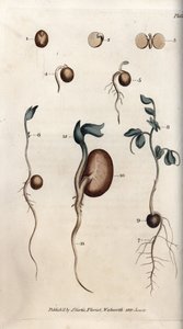 Olika groningssteg av ärtfrö och vanlig böna. Färgad kopparstick, illustration av Sydenham Edwards (1768-1819) för Conferences of Botanical, Botanical Garden of Lambeth (England) av Sydenham Teast Edwards