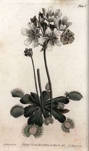 Dionee fångar fluga eller vargfälla. Färgad kopparstick, illustration av Sydenham Edwards (1768-1819) för Conferences of Botanical, Botanical Garden of Lambeth (England) av Sydenham Teast Edwards