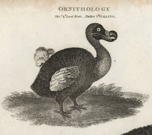 Dodo, Raphus cucullatus, utdöd flyglös fågel. Kopparstick av T. Milton efter en illustration av Sydenham Edwards från Abraham Rees