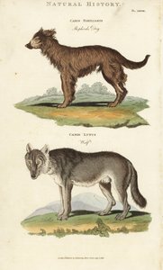 Hund och varg - Herdehund, Canis familiaris, och varg, Canis lupus. Handfärgad kopparstick efter Sydenham Edwards från John Mason Goods Pantologia, a New Encyclopedia, G. Kearsley, London av Sydenham Teast Edwards
