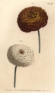 Dubbel ranunculus sorter, persisk smörblomma, Ranunculus asiaticus. Handkolorerad kopparstick av F. Sansom av en botanisk illustration av Sydenham Edwards för William Curtis