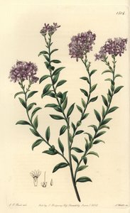 Dr Gills selago, Selago gillii. Handkolorerad kopparstick av S. Watts efter illustration av J.T. Hart från Sydenham Edwards