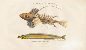 Dragonet och Sand Lance av Sydenham Teast Edwards