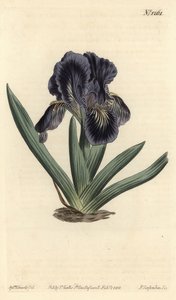 Dvärg Iris - Iris x binata (lila-blå dvärgflagga, Iris pumila var. violacea). Handkolorerad kopparstick av F. Sansom Jr. efter en illustration av Sydenham Edwards från William Curtis