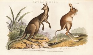 Eastern Grey Kangaroo och Jerboa av Sydenham Teast Edwards