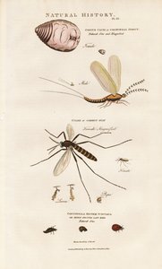 Ekonomiskt viktiga insekter: Cochineal, mygga och nyckelpiga av Sydenham Teast Edwards