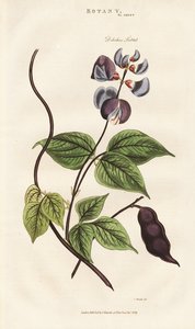 Egyptisk hyacint Bönor av Sydenham Teast Edwards