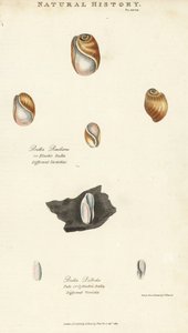 Elastisk bulla, Bulla resiliens, och blek eller cylindrisk bulla, Bulla pallida. Handfärgad kopparstick efter Sydenham Edwards från John Mason Goods Pantologia, a New Encyclopedia, G. Kearsley, London av Sydenham Teast Edwards