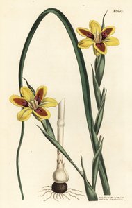 Elegant moraea, Moraea elegans (Moraea spicata). Handkolorerad kopparstick av F. Sansom Jr. efter en illustration av Sydenham Edwards från William Curtis