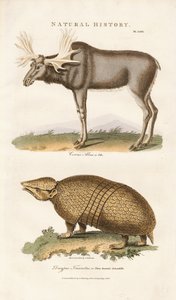 Älg och trebandad bältdjur av Sydenham Teast Edwards