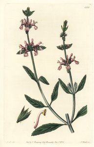 Epiary - Vitskaftade stachys, Stachys albicaulis. Handkolorerad kopparstick av S. Watts efter en illustration av John Lindley från Sydenham Edwards