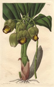 Epifytisk orkidé, blekgul katasetum, infödd i Brasilien - Water forte av S. Watts från en illustration av Sarah Anne Drake (1803-1857), från det botaniska registret av Sydenham Teast Edwards