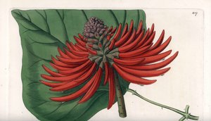 Erythrina variete, tropiskt rött blomträd - Graverad av S. Watts, från en illustration av Sarah Anne Drake (1803-1857), från Botanical Register of Sydenham Edwards (1768-1819), England av Sydenham Teast Edwards