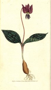 Erythron hundtand (eller röd Satyrion) - Hundtand violett, Erythronium dense-canis. Handkolorerad kopparstick efter en botanisk illustration av James Sowerby från William Curtis