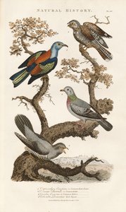 Europeiska fågelarter på träd av Sydenham Teast Edwards