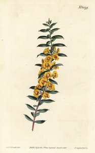 Eutaxia myrtifolia (Cross-leaved dillwynia, Dillwynia obovata). Handkolorerad kopparstick av F. Sansom Jr. efter en illustration av Sydenham Edwards från William Curtis
