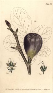 Fikon, Ficus carica, Trioecia med hermafrodit, hane 2 och hona 3 blommor som växer separat. Handkolorerad kopparstick av F. Sansom av en botanisk illustration av Sydenham Edwards för William Curtis