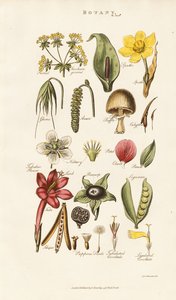 Blom- och växtstrukturer av Sydenham Teast Edwards