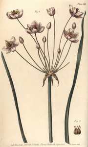 Blomningsrus, Butomus umbellatus, Hexagynia, hermafroditblomma 1 och pistilla 2. Handkolorerad kopparstick av F. Sansom av en botanisk illustration av Sydenham Edwards för William Curtis